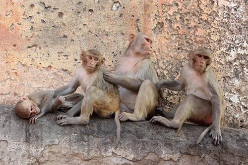 Con khỉ số mấy | Nằm mơ thấy khỉ có ý nghĩa điềm báo tương lai gì 2