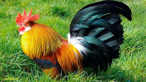 Con gà số mấy | Giải mã ý nghĩa điềm báo tương lai giấc mơ thấy gà 1 Con gà số mấy | Giải mã ý nghĩa điềm báo tương lai giấc mơ thấy gà 1