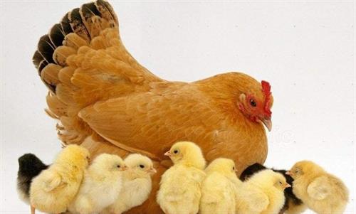 Con gà số mấy | Giải mã ý nghĩa điềm báo tương lai giấc mơ thấy gà 2 Con gà số mấy | Giải mã ý nghĩa điềm báo tương lai giấc mơ thấy gà 2