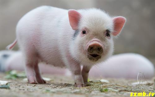 Con heo số mấy Giải mã điềm báo ý nghĩa giấc mơ thấy heo 2 Con heo số mấy Giải mã điềm báo ý nghĩa giấc mơ thấy heo 2